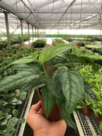 Monstera 'Siltepecana' – view 4