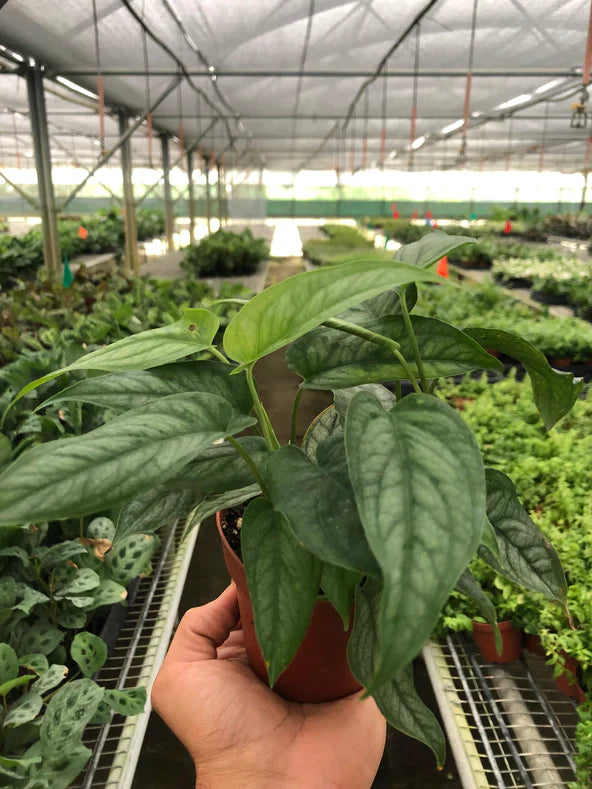 Monstera 'Siltepecana' – view 4