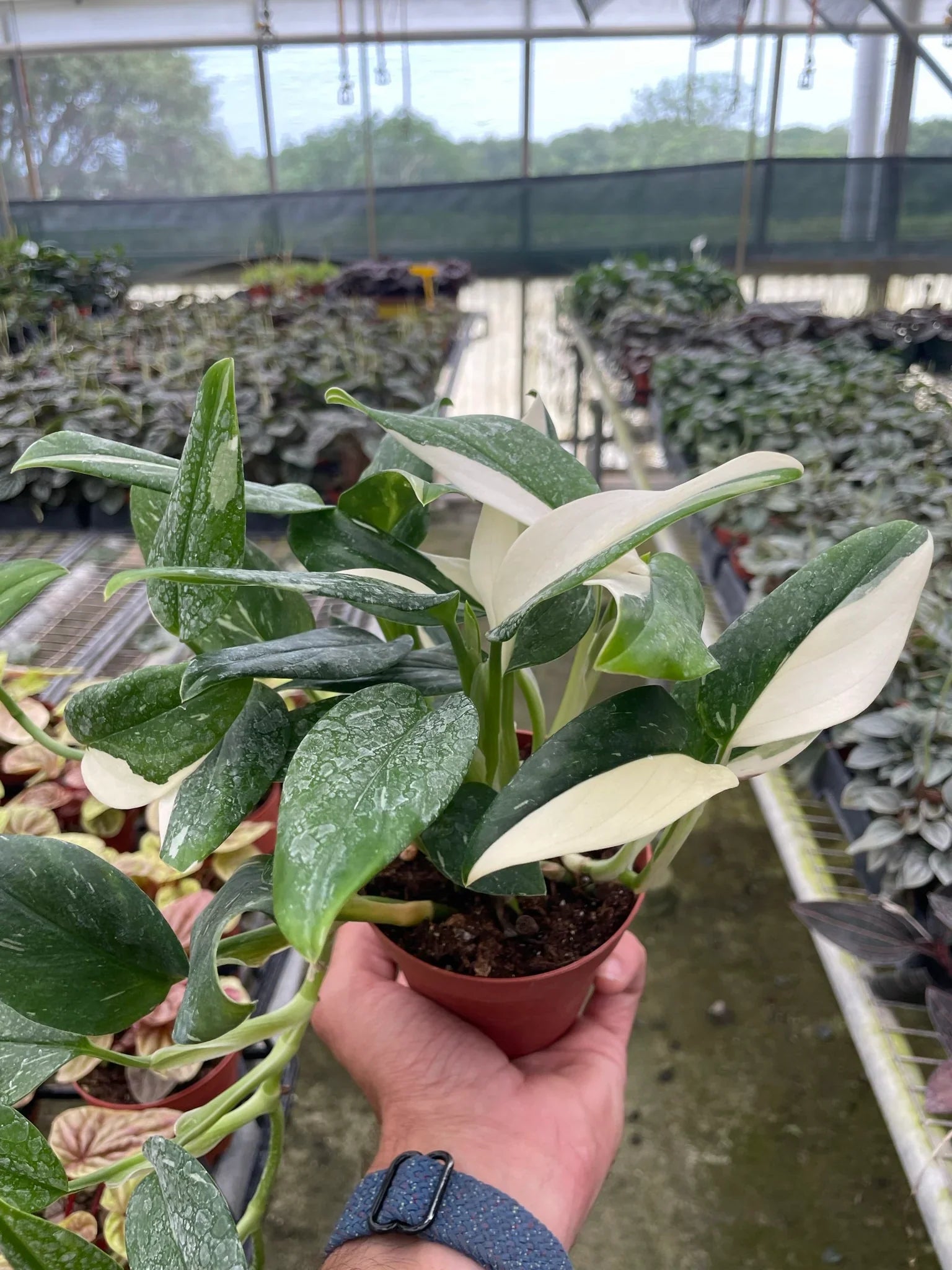 Monstera 'Standeleyana Albo Variegated' – view 5