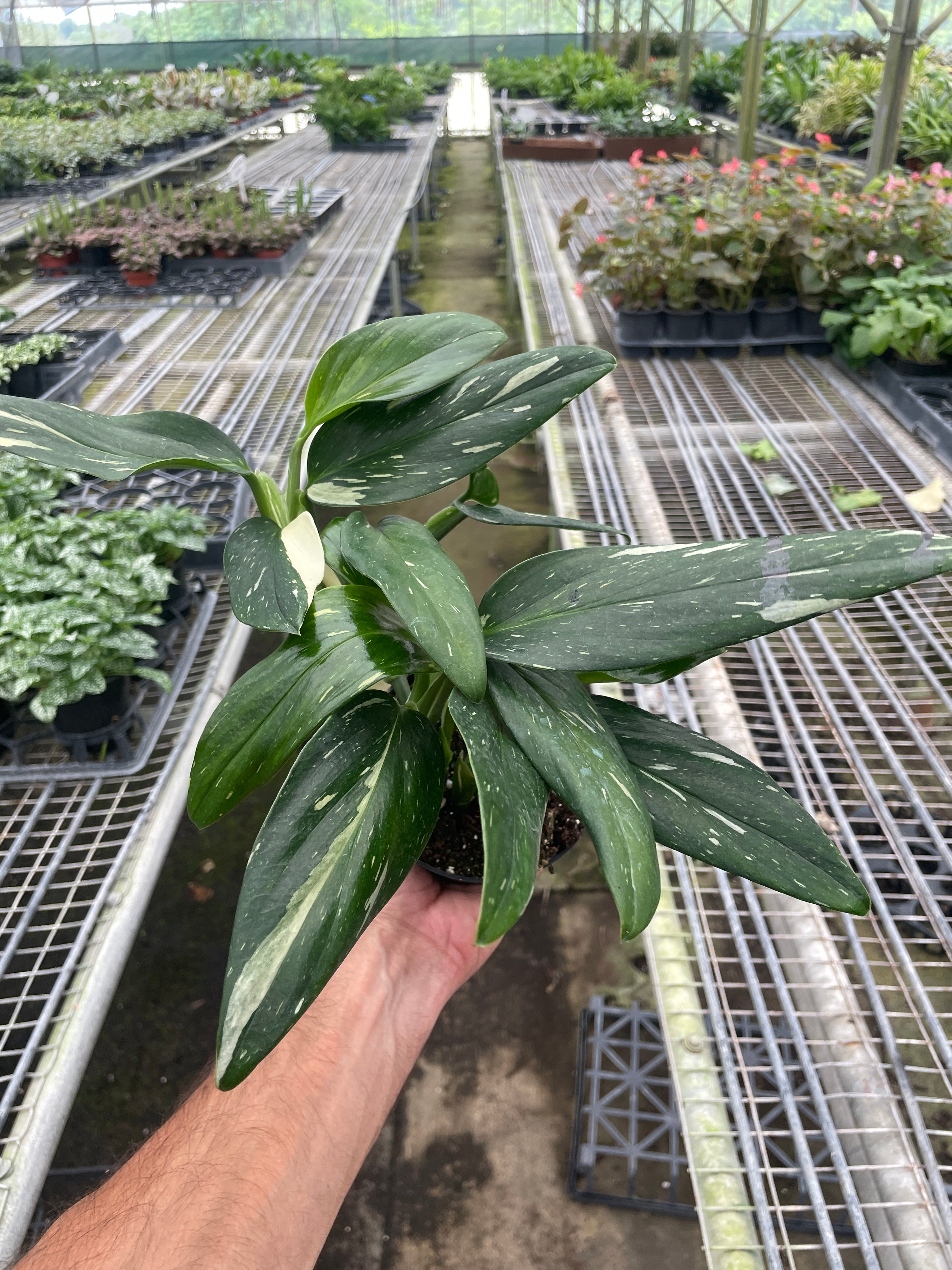 Monstera 'Standeleyana Albo Variegated' – view 6