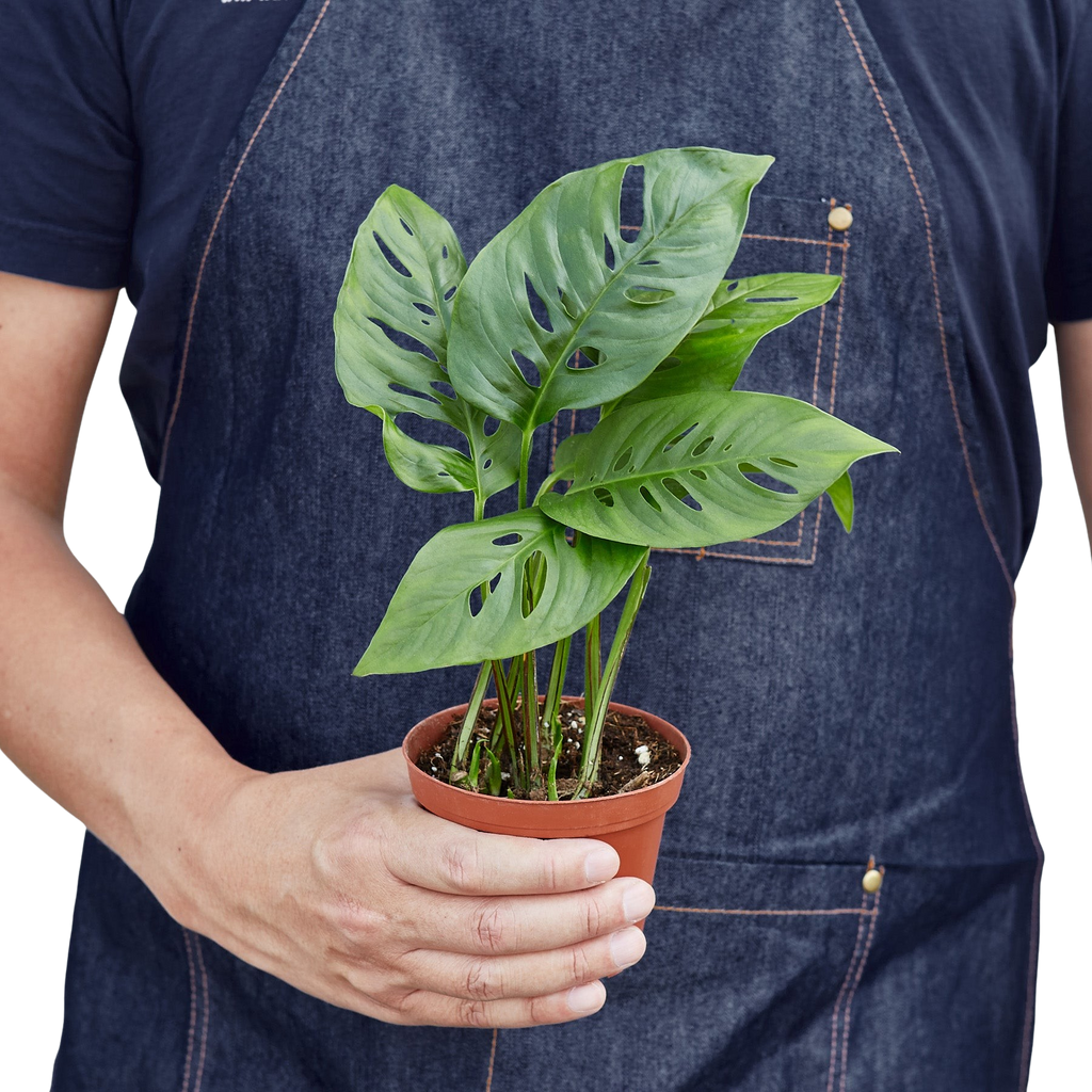 Monstera Adansonii 'Swiss Cheese' – view 3