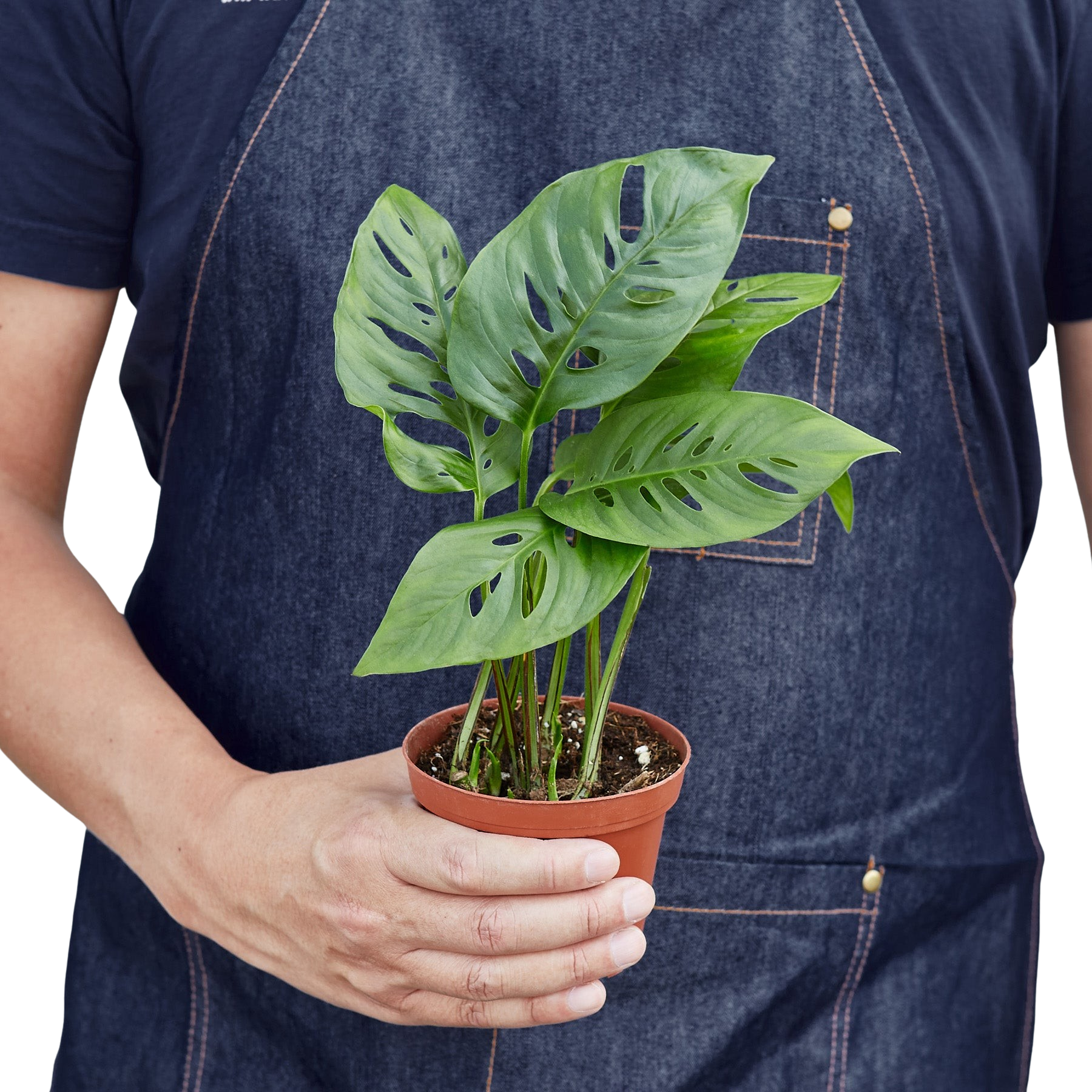 Monstera Adansonii 'Swiss Cheese' – view 3