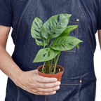 Monstera Adansonii 'Swiss Cheese' – view 3