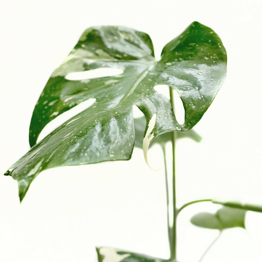 Monstera 'Thai Constellation' – view 4