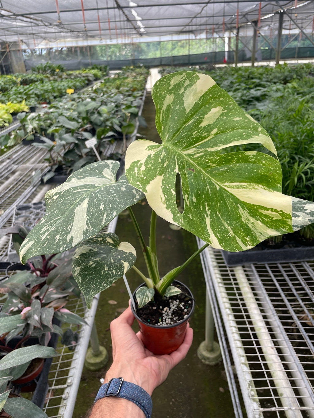 Monstera 'Thai Constellation' – view 5