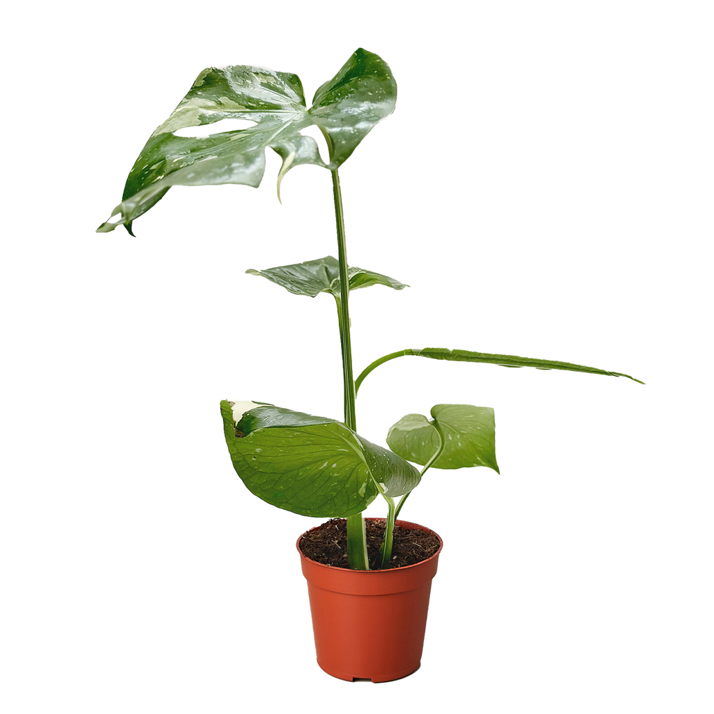 Monstera 'Thai Constellation' – view 3