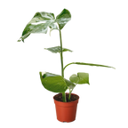 Monstera 'Thai Constellation' – view 3