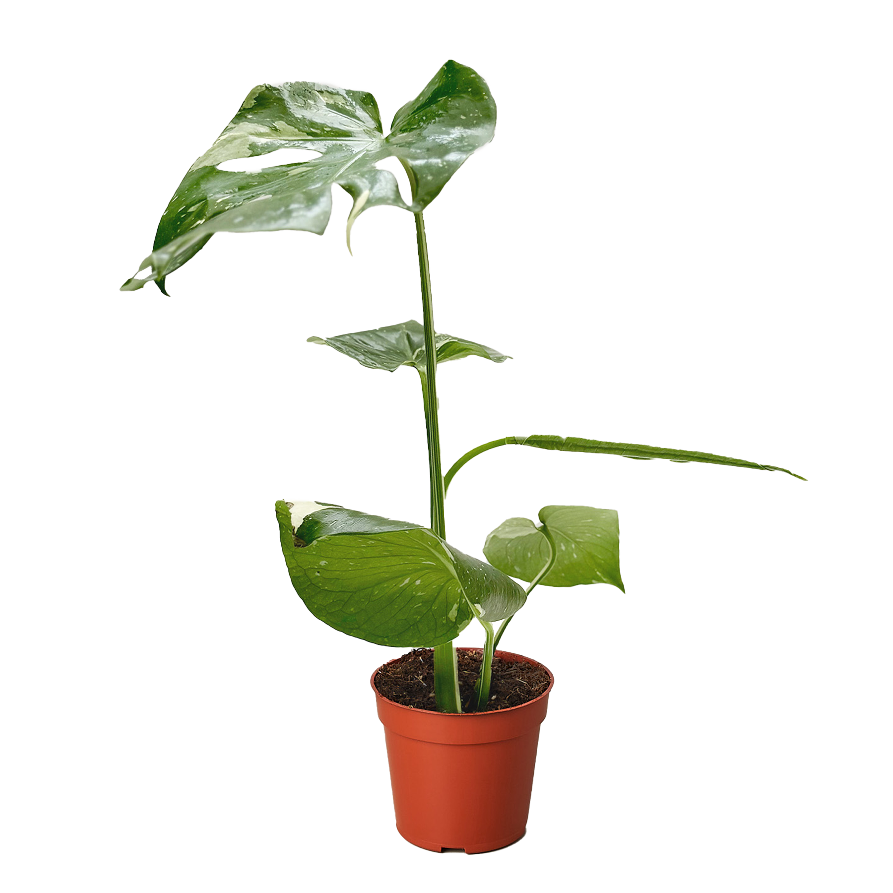Monstera 'Thai Constellation' – view 3