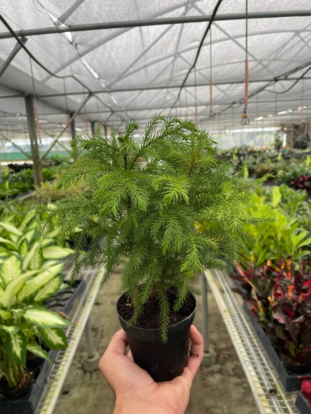 Norfolk 'Island Pine' – view 6