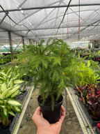 Norfolk 'Island Pine' – view 6