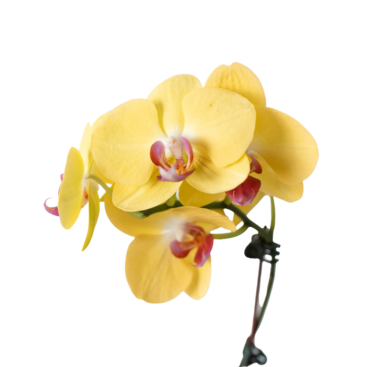 Orchid 'Yellow Phalaenopsis' – view 2