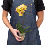 Orchid 'Yellow Phalaenopsis' – view 3
