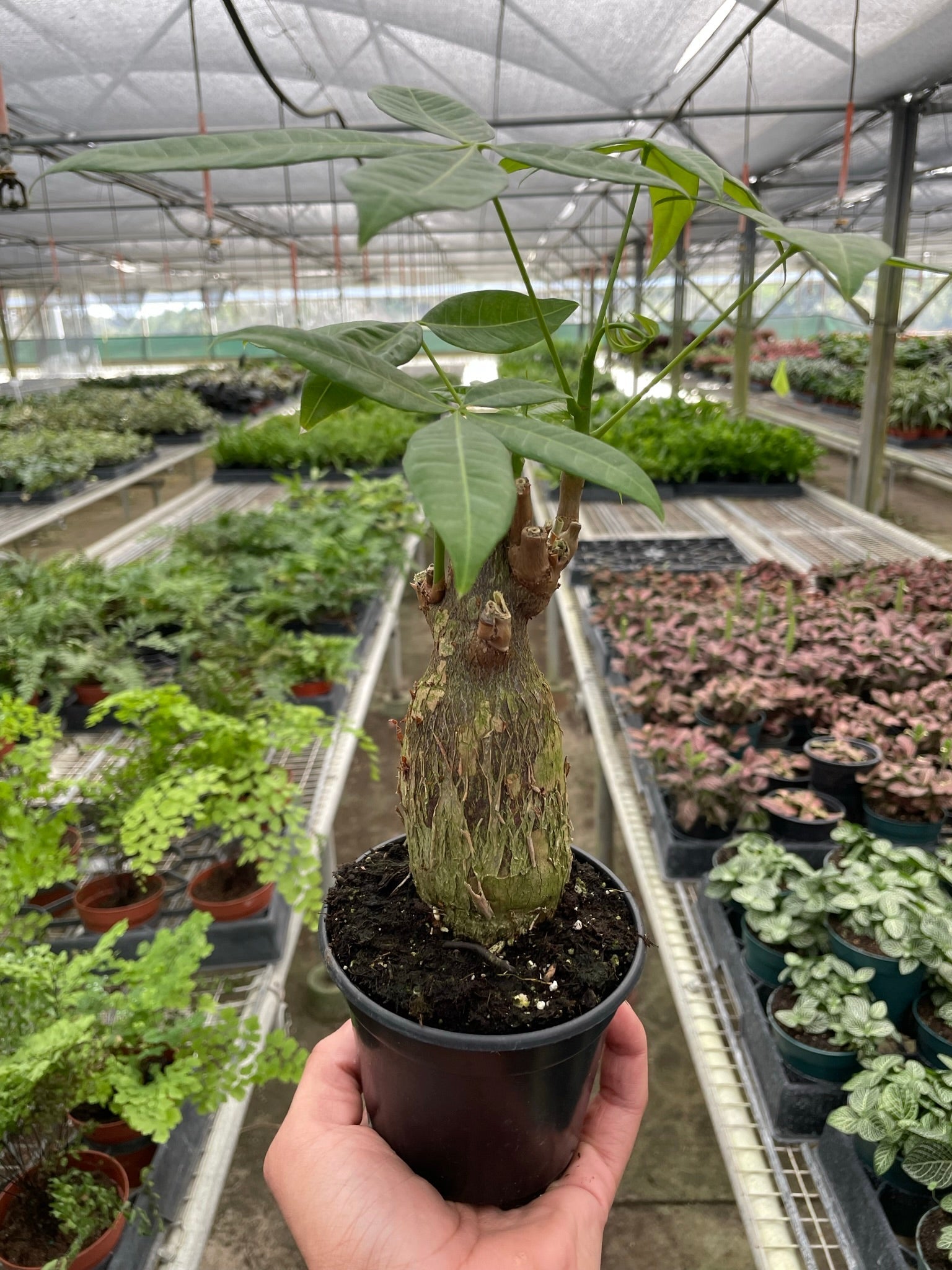 Money Tree 'Guiana Chestnut' Pachira Stump – view 2