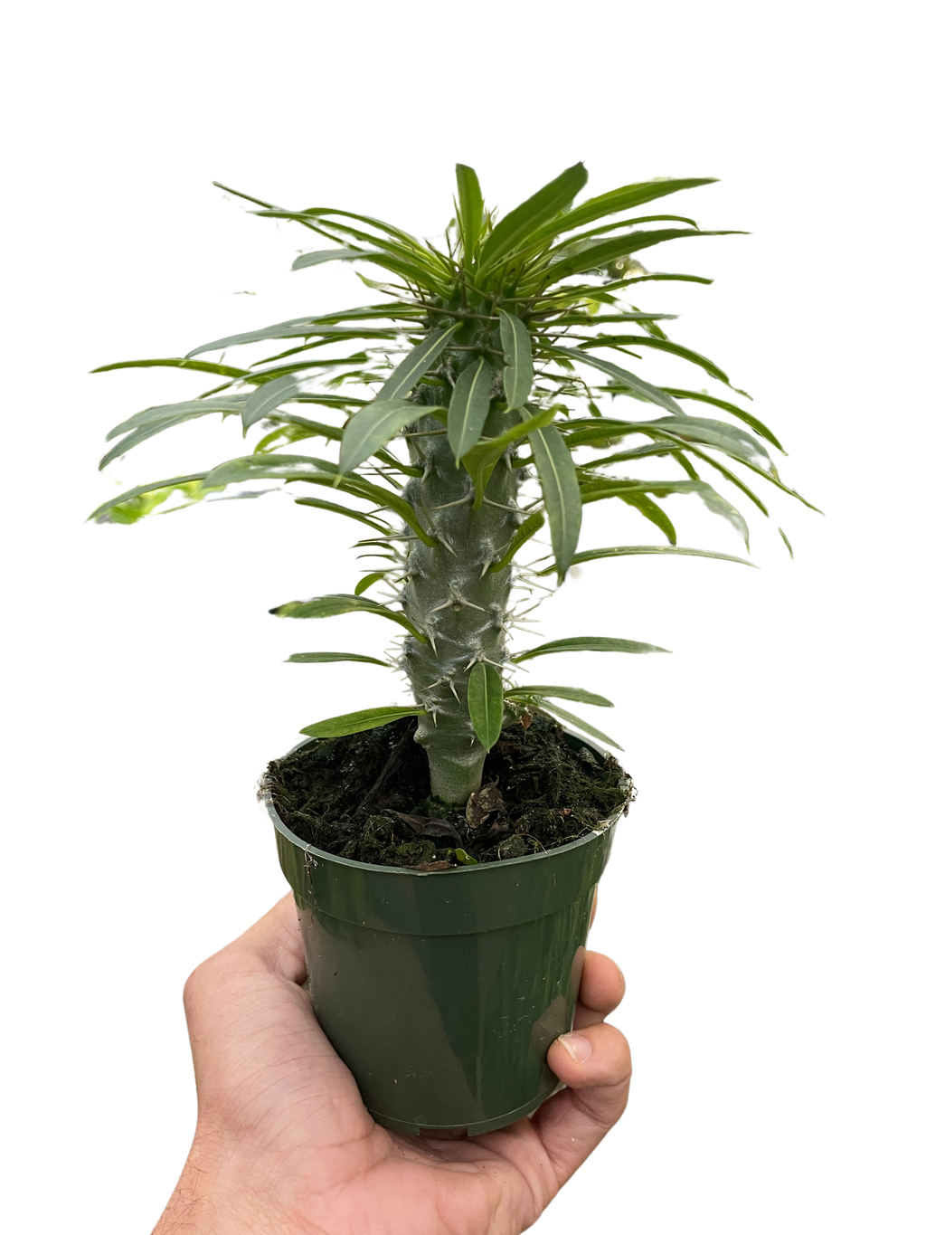 Pachypodium 'lamerei' (Madagascar Palm) – view 3
