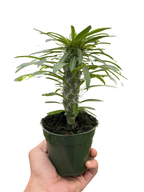 Pachypodium 'lamerei' (Madagascar Palm) – view 3