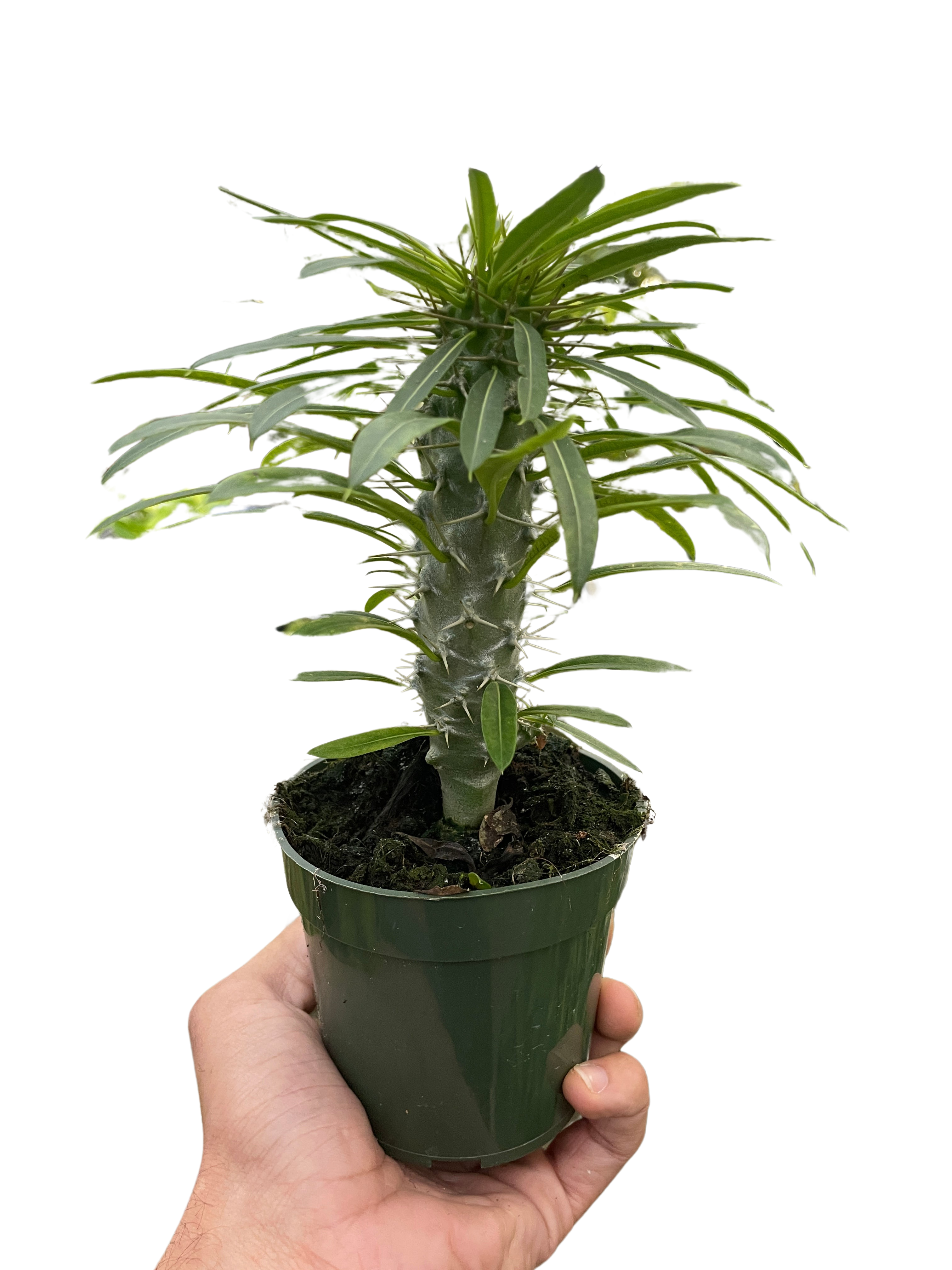 Pachypodium 'lamerei' (Madagascar Palm) – view 3
