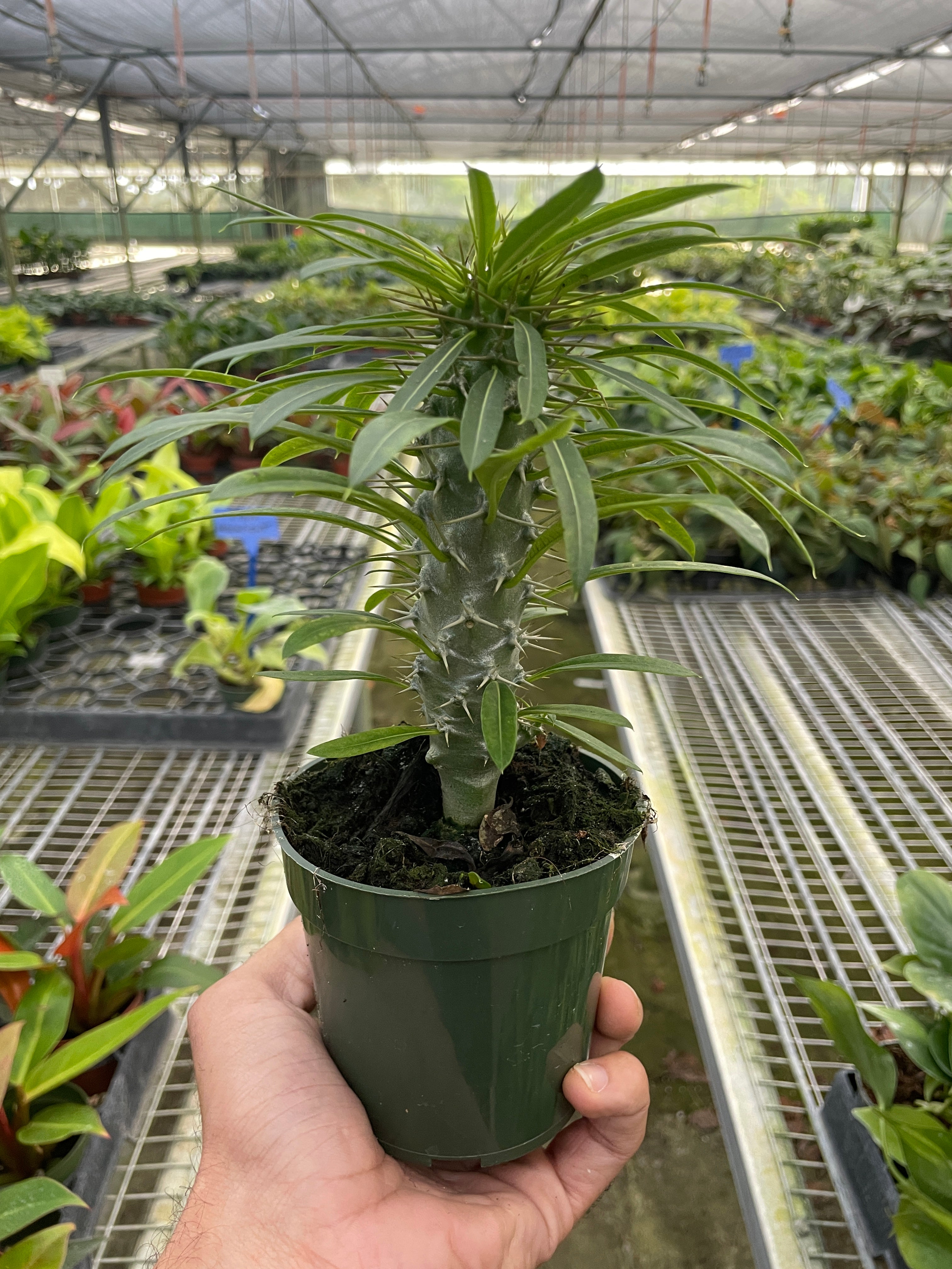 Pachypodium 'lamerei' (Madagascar Palm) – view 2