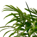 Parlor Palm – view 4