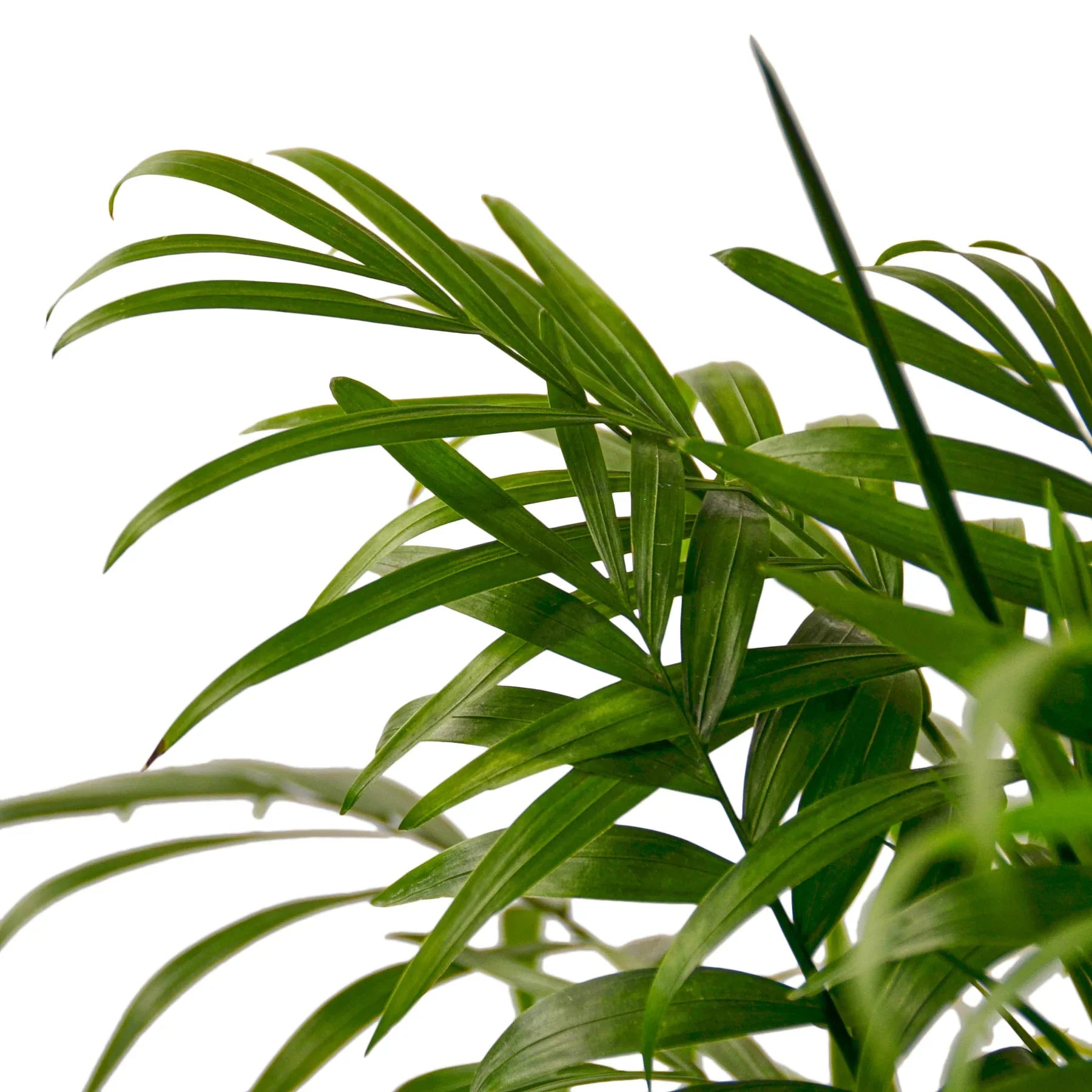 Parlor Palm – view 4
