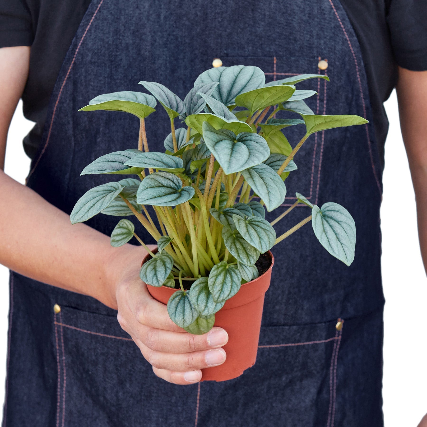 Peperomia 'Frost' – view 5
