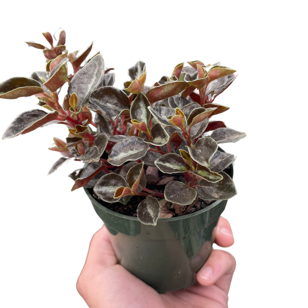 Peperomia 'Metallica' – view 3