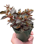 Peperomia 'Metallica' – view 3