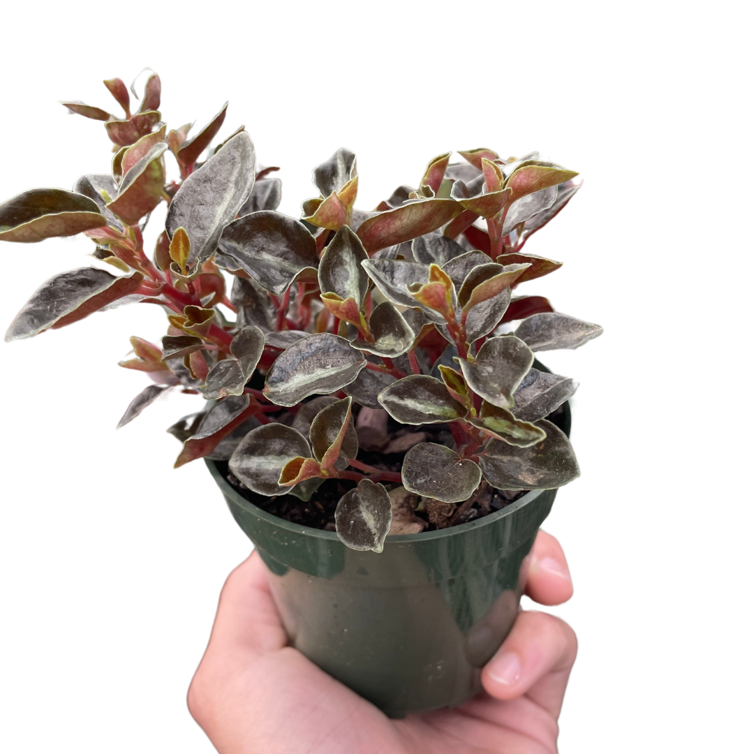 Peperomia 'Metallica' – view 3