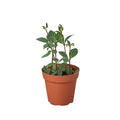 Peperomia 'Parallel' Live Plant – 4" Nursery Pot