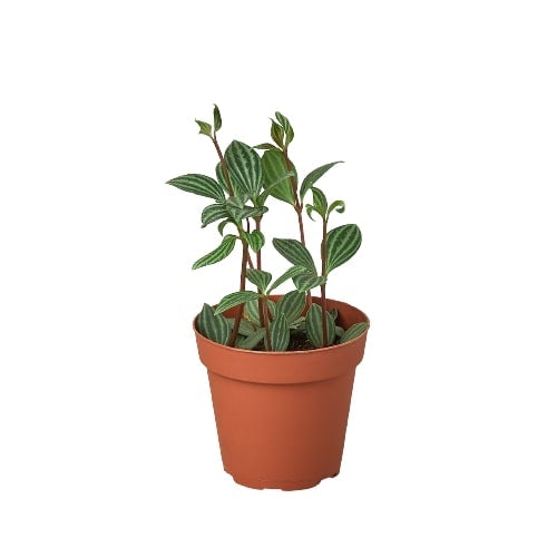 Peperomia 'Parallel' Live Plant – 4" Nursery Pot