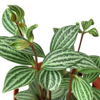 Peperomia 'Parallel' – view 2
