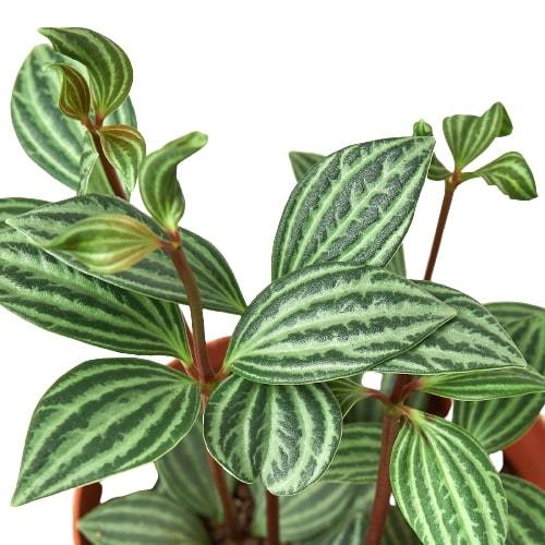 Peperomia 'Parallel' – view 2