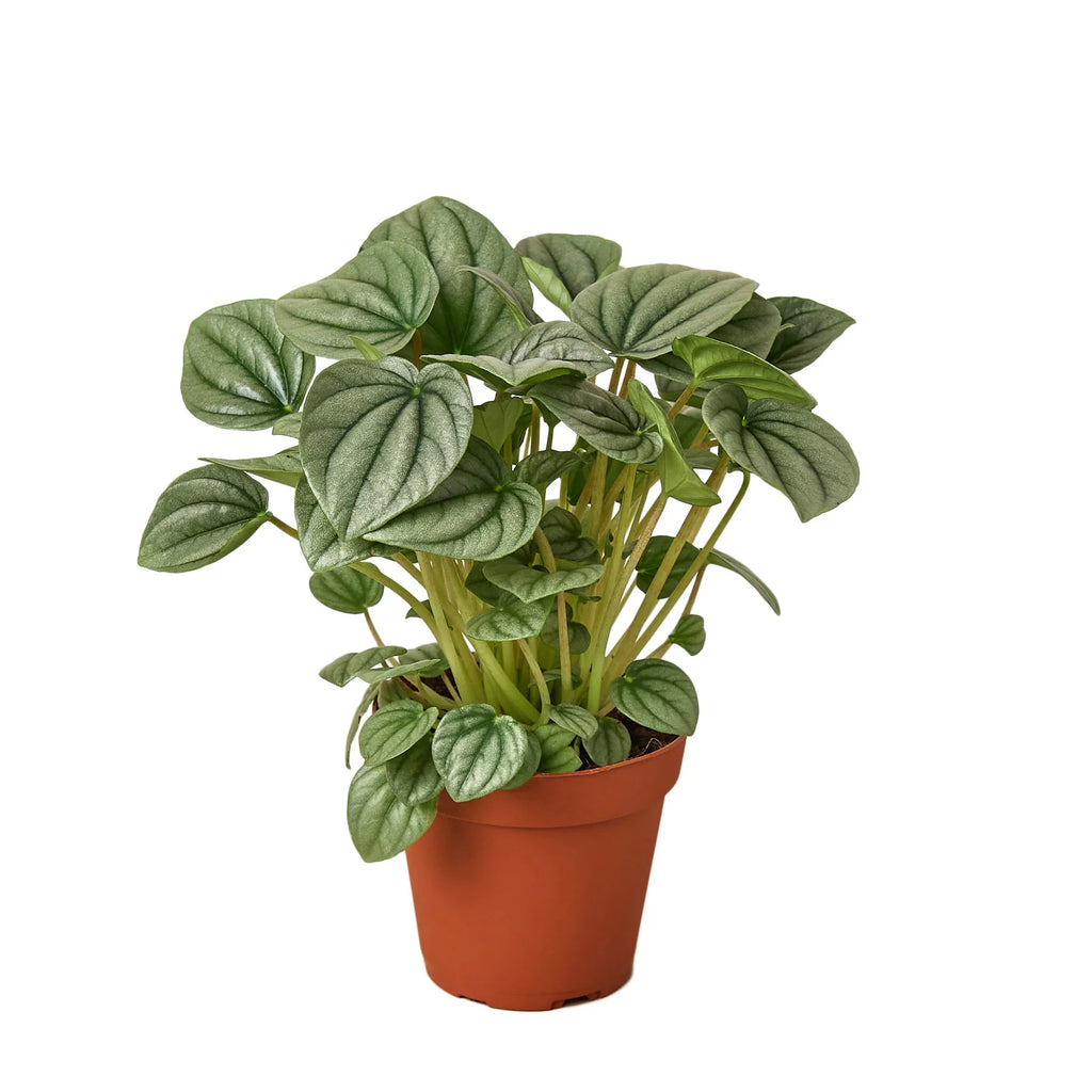 Peperomia 'Frost' – view 3