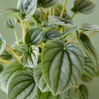 Peperomia 'Frost' – view 4