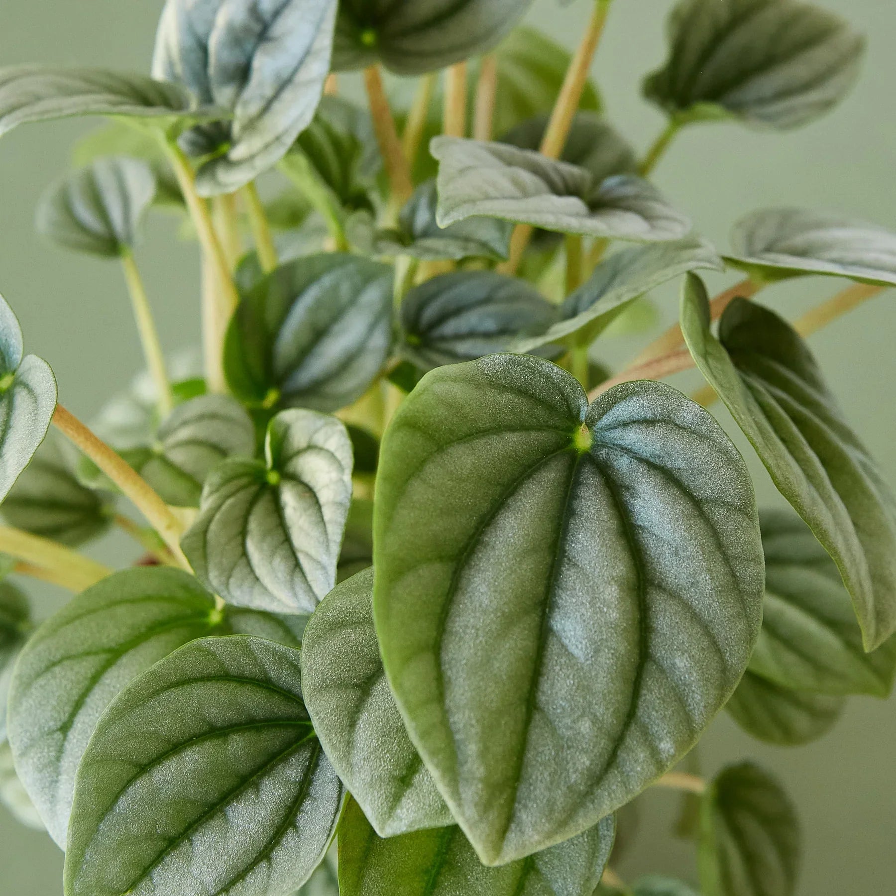 Peperomia 'Frost' – view 4