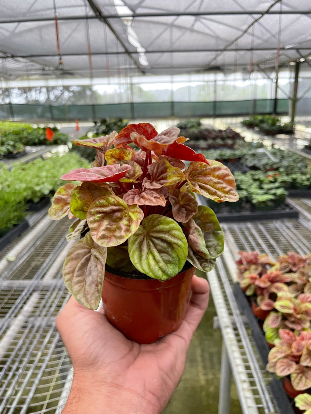 Peperomia 'Quito' – view 2