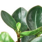 Peperomia Red Edge – view 2