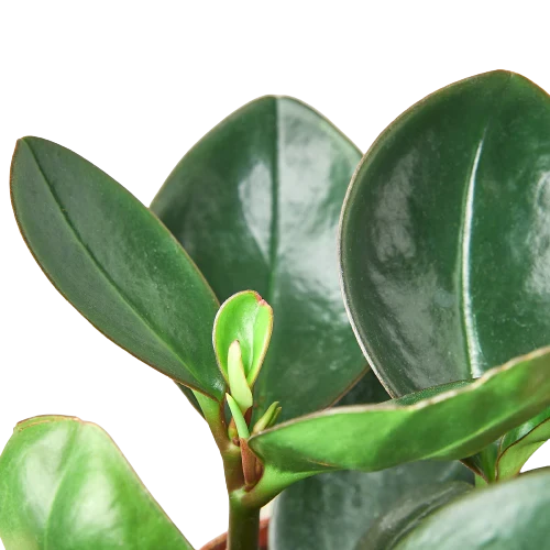 Peperomia Red Edge – view 2