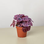 Peperomia 'Ripple Red' – view 2