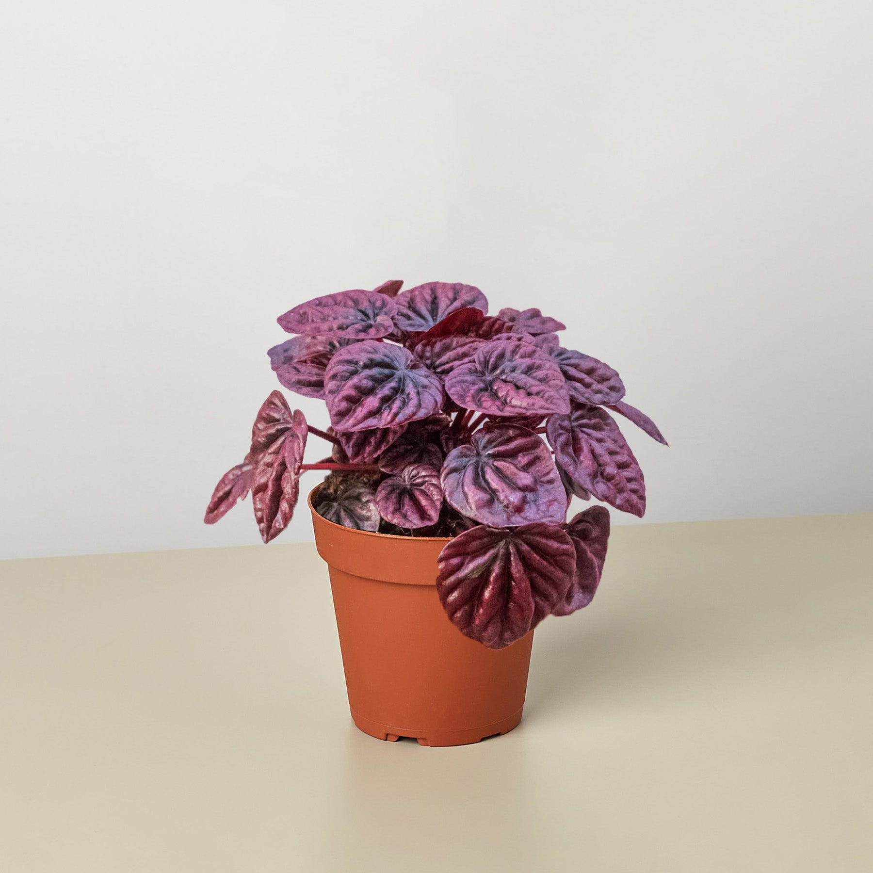 Peperomia 'Ripple Red' – view 2