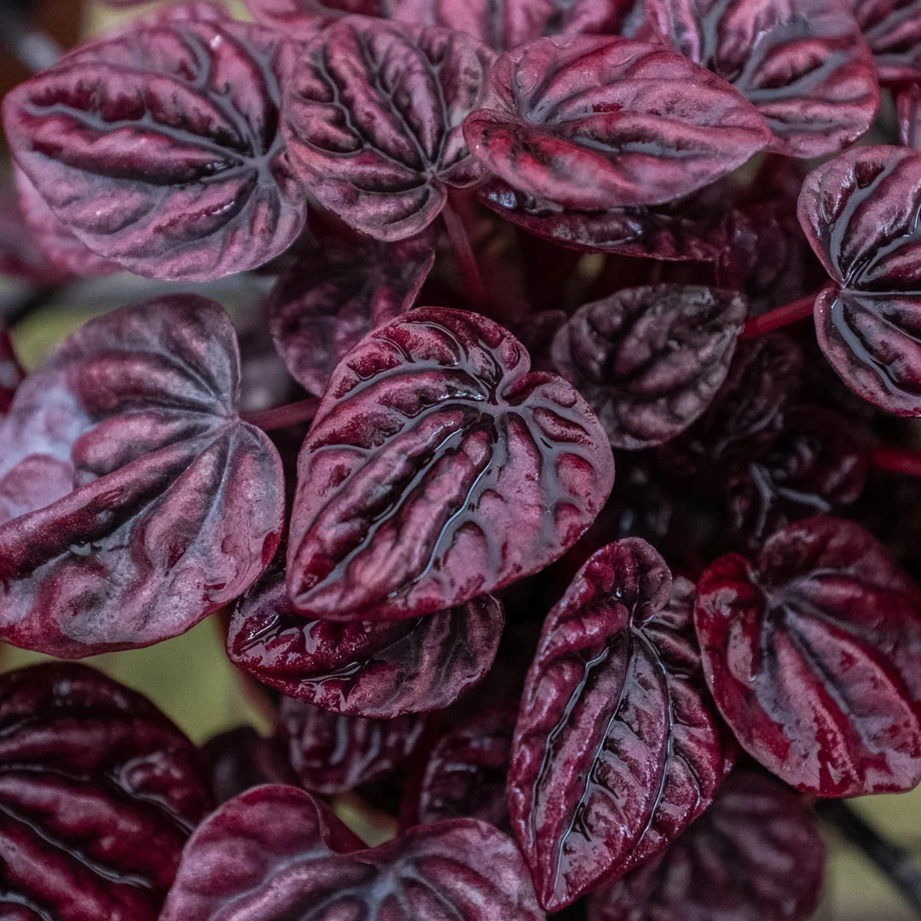 Peperomia 'Ripple Red' – view 3