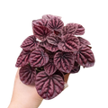 Peperomia 'Ripple Red'