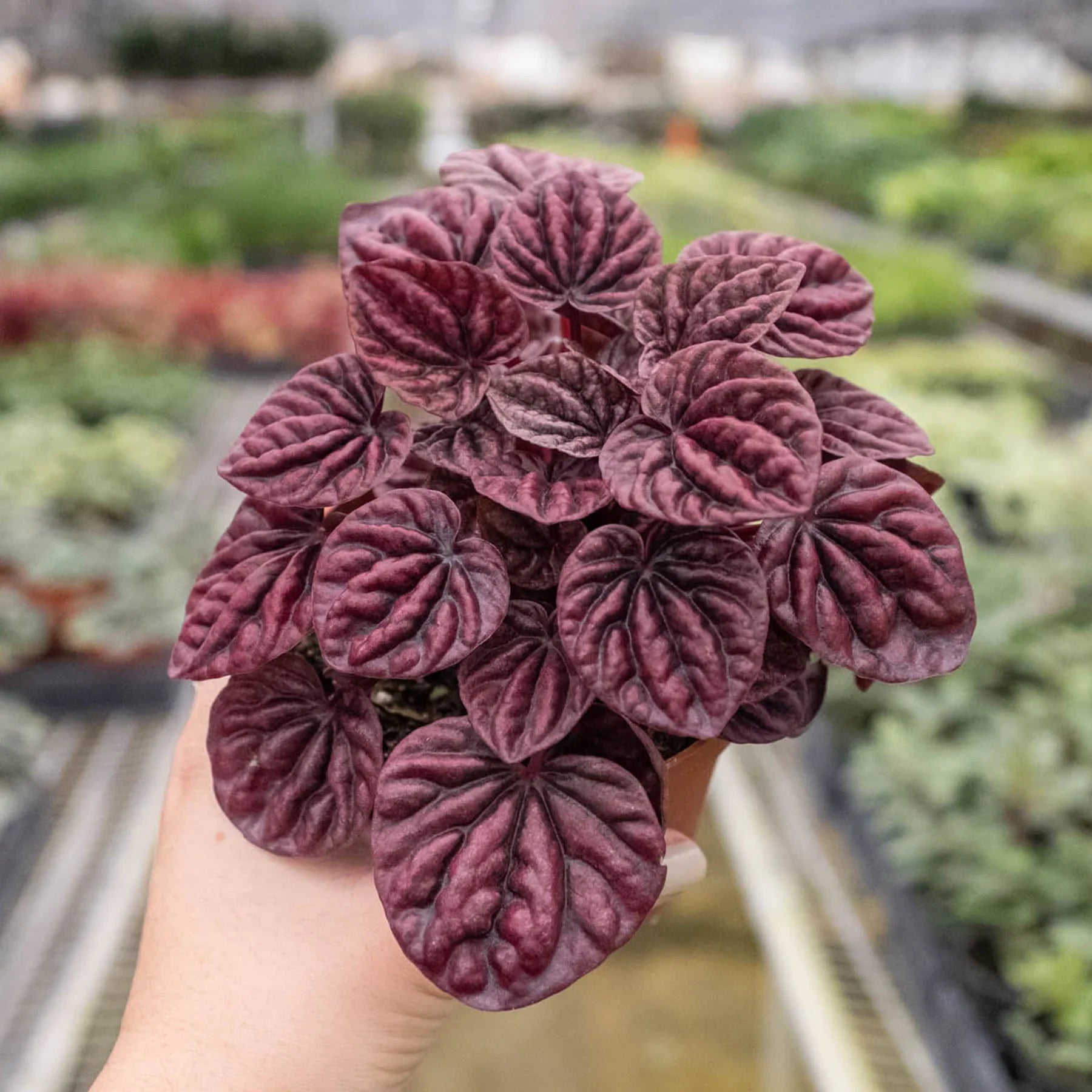 Peperomia 'Ripple Red' – view 4