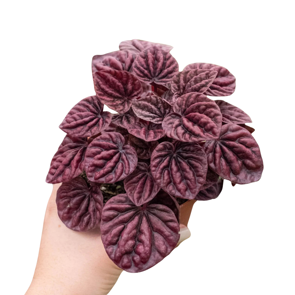 Peperomia 'Ripple Red' – view 5