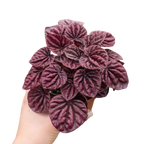 Peperomia 'Ripple Red' – view 5