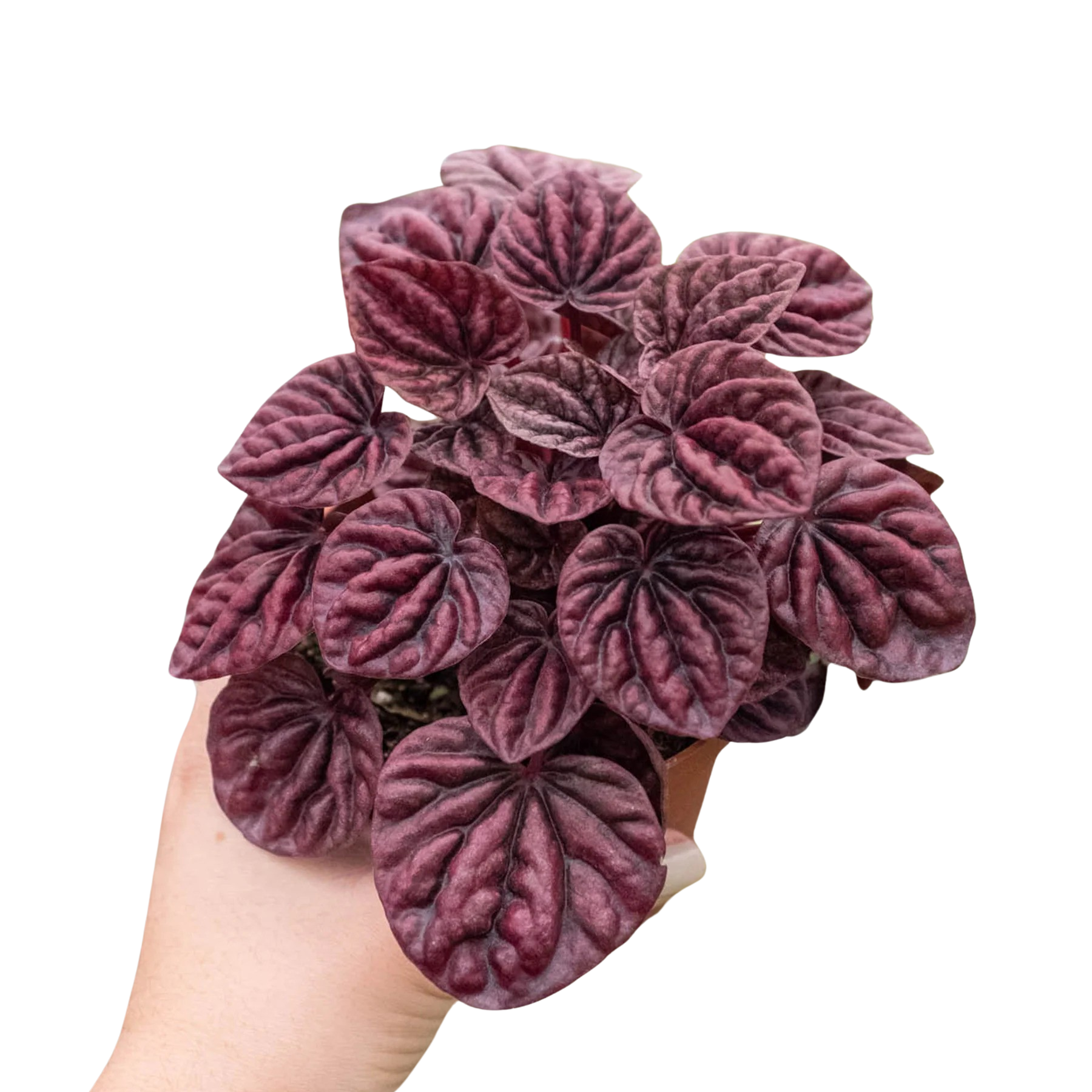 Peperomia 'Ripple Red' – view 5