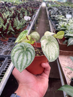 Peperomia 'Watermelon Variegated' – view 3