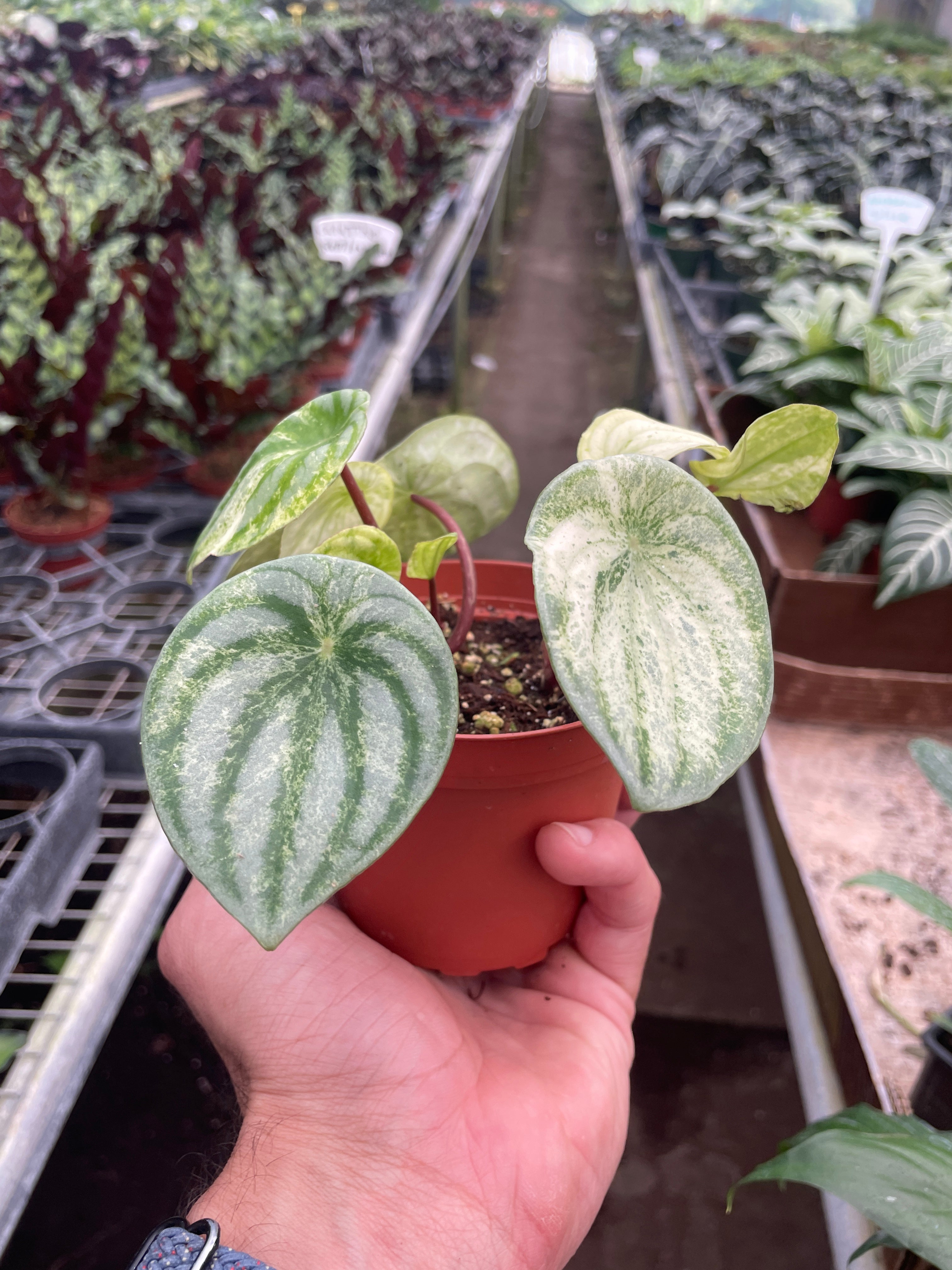 Peperomia 'Watermelon Variegated' – view 3