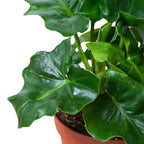 Philodendron 'Atom' – view 2