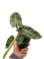 Philodendron 'Billietiae' – view 5