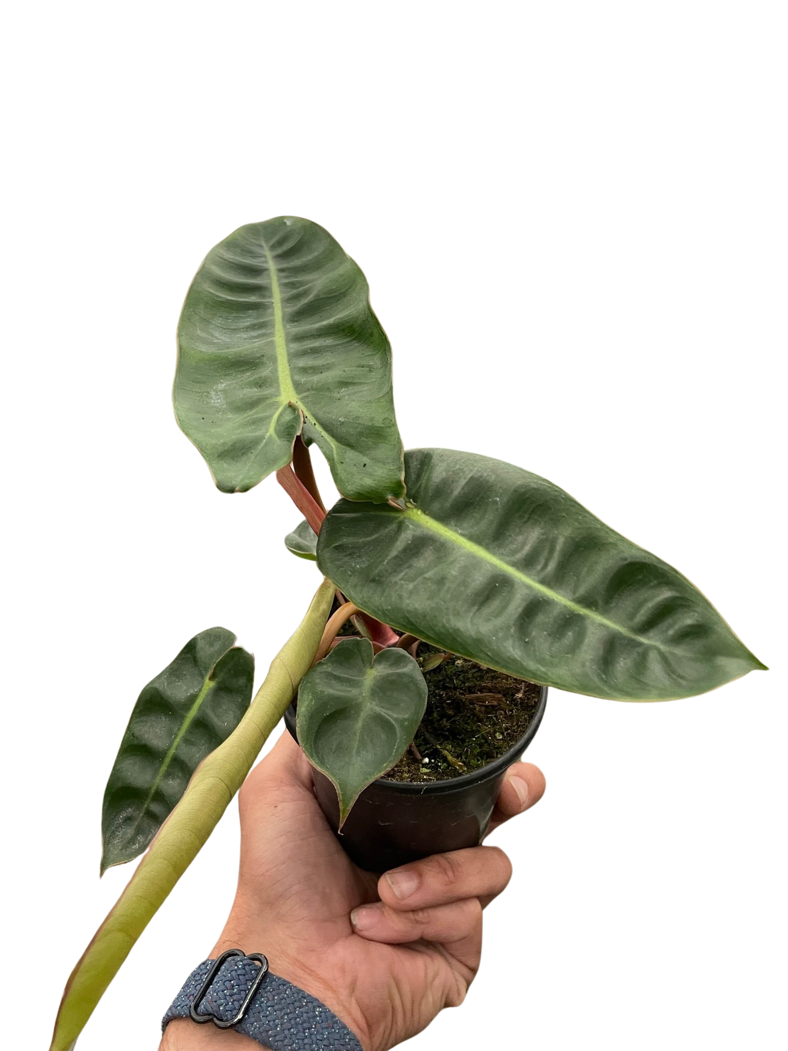 Philodendron 'Billietiae' – view 5